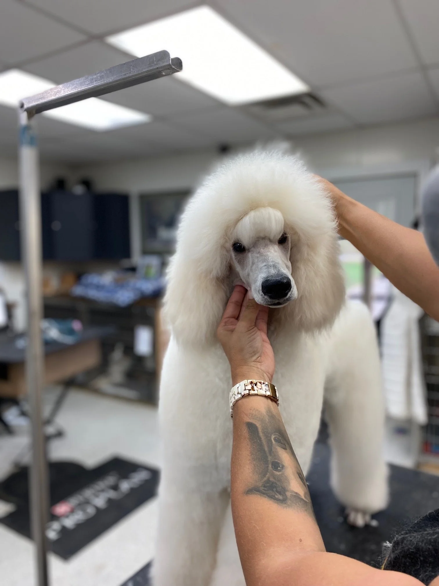 Puppy Photo Gallery — Scotch Corner Standard Poodles